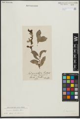 Foto von Salix rhaetica Andersson